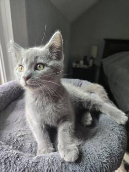 Babylon -  Domestic Short Hair Cat Available for Adoption in Chicago, Illinois - Babylon | PetCurious