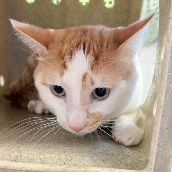 Domestic Short Hair Cats Available for Adoption in Philadelphia, Pennsylvania - Nemo | PetCurious