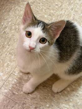 Springy -  Domestic Short Hair Cat for Adoption in Spring Brook, New York - Springy | PetCurious