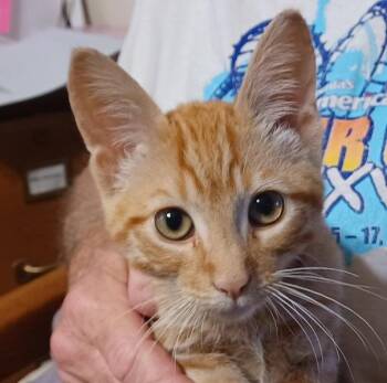 Durazno -  Tabby and Domestic Short Hair Cat for Adoption in San Jose, California - Durazno | PetCurious