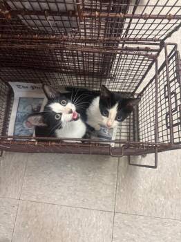 26-1164C -  Domestic Short Hair Cat for Adoption in Sorrento, Louisiana - 26-1164C | PetCurious