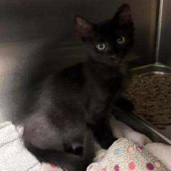 Tot -  Domestic Short Hair Cat for Adoption in Beaumont, Texas - Tot | PetCurious
