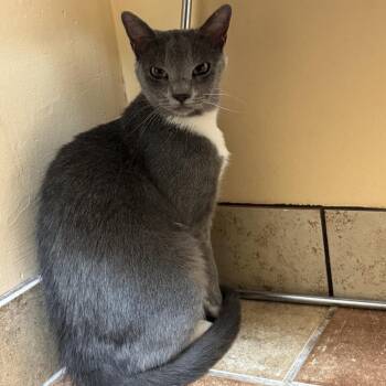 Fuddmerella -  Domestic Medium Hair Cat for Adoption in Midland, Texas - Fuddmerella | PetCurious