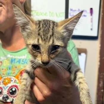 Jackie -  Domestic Short Hair Cat for Adoption in Stephenville, Texas - Jackie | PetCurious