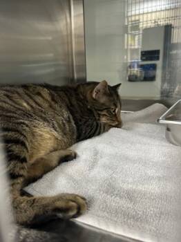 Rescue Domestic Medium Hair and Domestic Short Hair Cats for Adoption in Fort Worth, Texas - Meatball | PetCurious