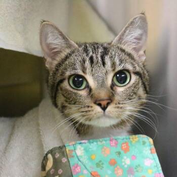 Domestic Short Hair Cats Available for Adoption in Pasadena, California - Felicia | PetCurious