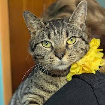 Domestic Short Hair Cats Available for Adoption - Johanna | PetCurious