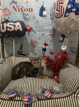 Nixon -  Domestic Short Hair Cat for Adoption in Ben Avon, Pennsylvania - Nixon | PetCurious