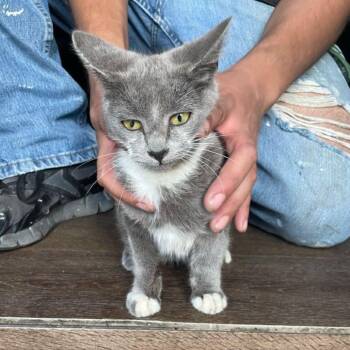 Rescue Domestic Short Hair Cats for Adoption in Long Beach, California - Squash | PetCurious