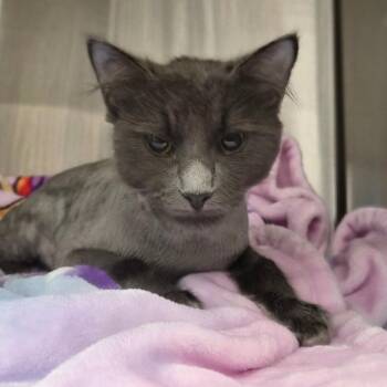 Albus -  Domestic Long Hair Cat for Adoption in Bentonville, Arkansas - Albus | PetCurious