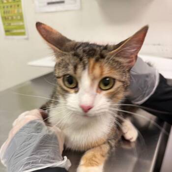 Pond -  Domestic Medium Hair Cat for Adoption in Charleston, West Virginia - Pond | PetCurious