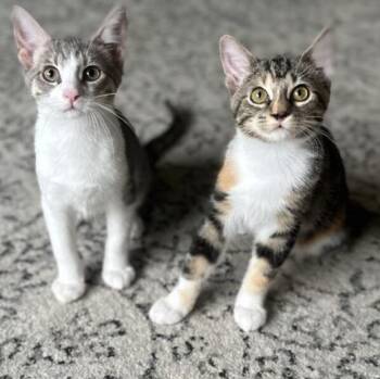TRIXIE & BENSON -  Calico and Domestic Short Hair Cat for Adoption in Kenosha, Wisconsin - TRIXIE & BENSON | PetCurious