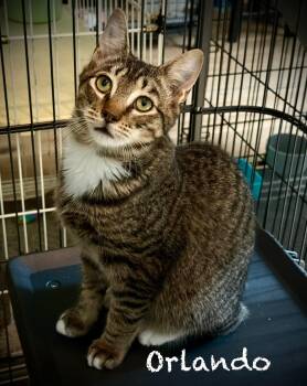 Rescue Domestic Short Hair Cats for Adoption in Pawleys Island, South Carolina - Orlando | PetCurious