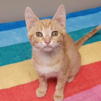 Rescue Tabby Cats for Adoption in Marshfield, Wisconsin - Egg Drop | PetCurious