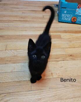 Benito -  Domestic Short Hair Cat for Adoption in Topeka, Kansas - Benito | PetCurious