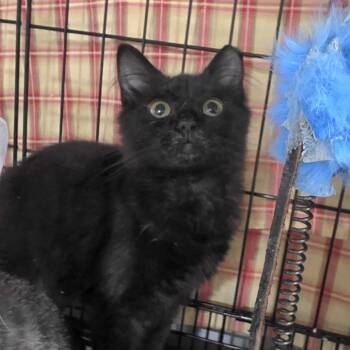 Trujillo -  Domestic Medium Hair Cat for Adoption in Abingdon, Maryland - Trujillo | PetCurious