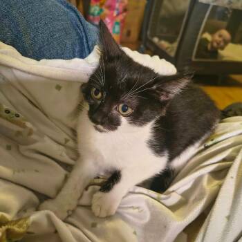 Orion -  Domestic Short Hair Cat for Adoption in Pittsburg, Kansas - Orion | PetCurious
