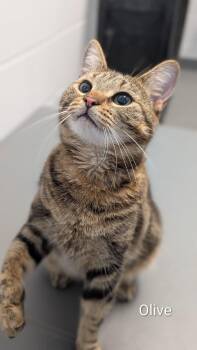 Domestic Short Hair Cats Available for Adoption in Flint, Michigan - Olive | PetCurious