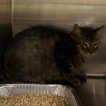 Whiskers -  Domestic Short Hair Cat for Adoption in San Gabriel, California - Whiskers | PetCurious