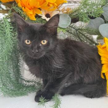 Hoover Yaps 56485 -  Domestic Long Hair Cat for Adoption in Eaton Rapids, Michigan - Hoover Yaps 56485 | PetCurious