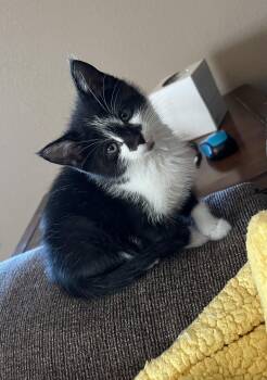 Rescue Domestic Short Hair Cats for Adoption in Mineral Point, Wisconsin - Spike | PetCurious