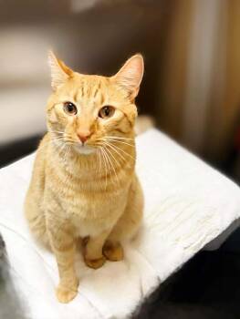 Rescue Domestic Short Hair Cats for Adoption in Social Circle, Georgia - Sammy | PetCurious