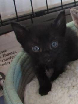 Rescue Domestic Short Hair Cats for Adoption in West Memphis, Arkansas - Elista | PetCurious