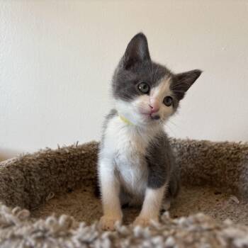 Rescue Domestic Short Hair Cats for Adoption in Bryan, Texas - Littlefoot | PetCurious