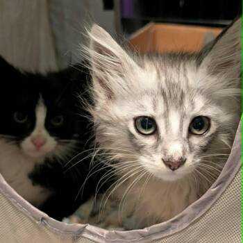 Finch -  Domestic Long Hair Cat for Adoption in Little Mountain, South Carolina - Finch | PetCurious