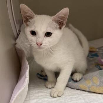 Flour -  Domestic Short Hair Cat for Adoption in Jacksboro, Tennessee - Flour | PetCurious