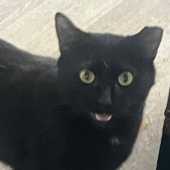 Kebob -  Domestic Short Hair Cat for Adoption in Winchester, Virginia - Kebob | PetCurious