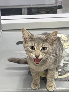 Astro Destroyer -  Domestic Short Hair Cat for Adoption in Clarksville, Tennessee - Astro Destroyer | PetCurious