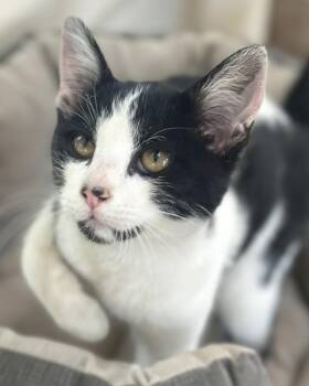 Mochi -  Domestic Short Hair Cat for Adoption in Novato, California - Mochi | PetCurious