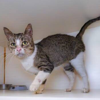 Domestic Short Hair Cats Available for Adoption in South Elgin, Illinois - Clementine | PetCurious