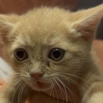 Blossom -  Domestic Short Hair Cat Available for Adoption in Midland, Texas - Blossom | PetCurious