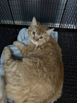 Domestic Short Hair Cats Available for Adoption in Austin, Texas - Saffron | PetCurious