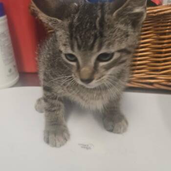 Domestic Short Hair Cats Available for Adoption in Milton, Florida - Surgie | PetCurious