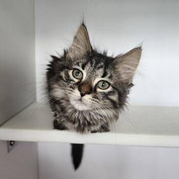 Frankie -  Domestic Short Hair Cat for Adoption in Monroe, Michigan - Frankie | PetCurious