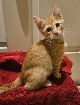 Rescue Tabby Cats for Adoption in Allen, Texas - Leopold | PetCurious