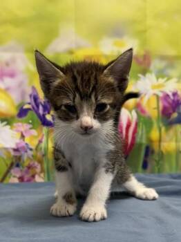 Domestic Short Hair Cats Available for Adoption in San Antonio, Texas - Froglet | PetCurious