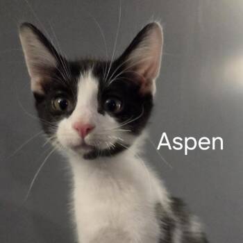 Aspen -  Domestic Short Hair Cat for Adoption in Richland, Michigan - Aspen | PetCurious