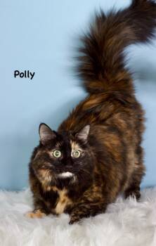 Rescue Domestic Short Hair Cats for Adoption in Gilbert, Arizona - Polly | PetCurious