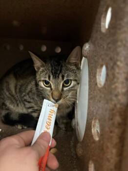 Jiggles -  Domestic Short Hair Cat for Adoption in Saint Charles, Missouri - Jiggles | PetCurious