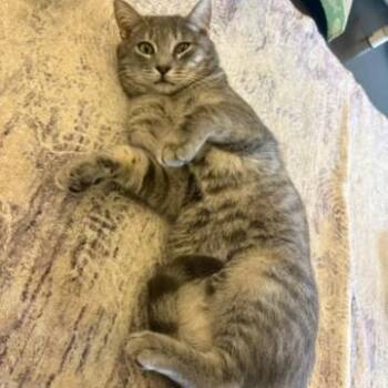 Andy -  Domestic Short Hair Cat for Adoption in Wilmington, Delaware - Andy | PetCurious