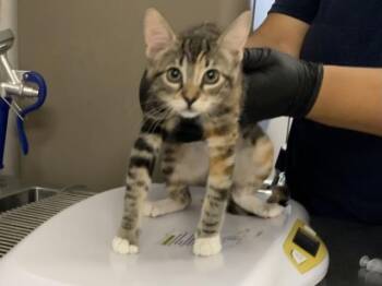 A254492 -  Domestic Short Hair Cat for Adoption in Visalia, California - A254492 | PetCurious