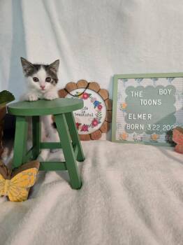 Elmer -  Domestic Short Hair Cat for Adoption in Lapeer, Michigan - Elmer | PetCurious