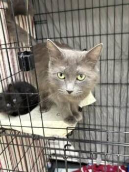 Domestic Medium Hair Cats Available for Adoption in Black River Falls, Wisconsin - Fern | PetCurious