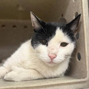 Stevie -  Domestic Short Hair Cat for Adoption in Philadelphia, Pennsylvania - Stevie | PetCurious