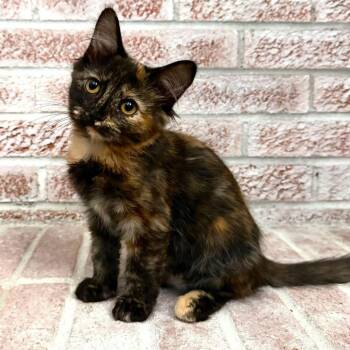 Purl -  Domestic Medium Hair Cat for Adoption in Cincinnati, Ohio - Purl | PetCurious