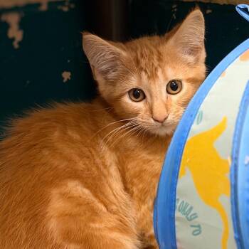 Felix -  Domestic Short Hair Cat for Adoption in Owosso, Michigan - Felix | PetCurious